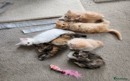 Ragdoll cats for sale: Beautiful Ragdoll Kittens  - Image 9