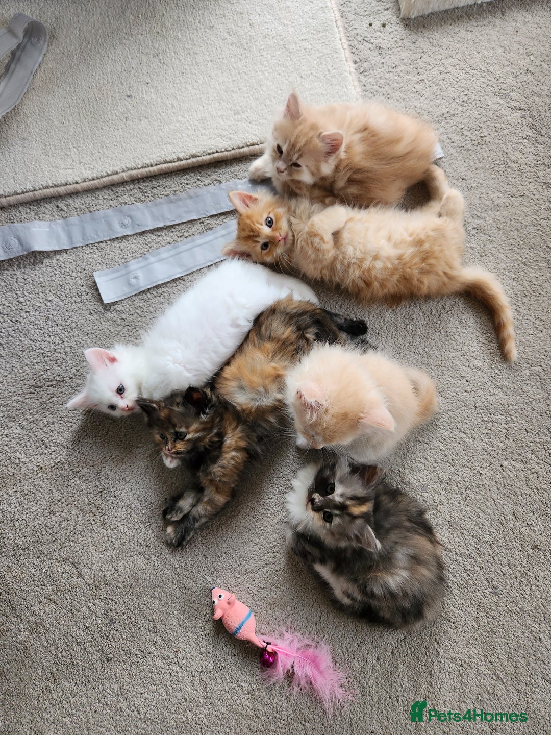 Ragdoll cats for sale: Beautiful Ragdoll Kittens  - Image 9
