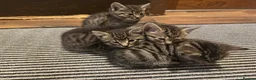 Mixed Breed cats for sale: Adorable Tabby Kittens Ready for New Homes - Advert 4