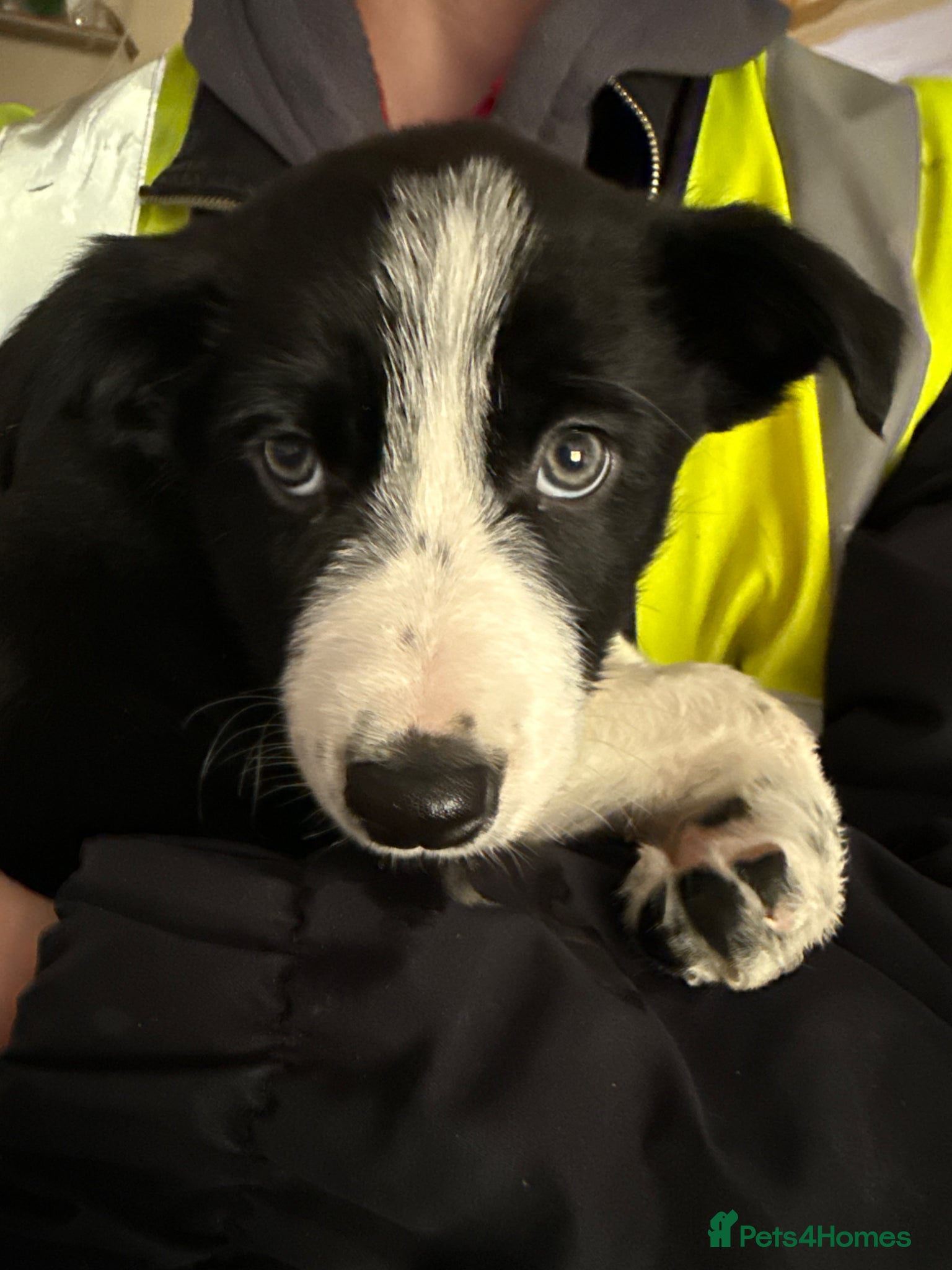 Border Collie dogs Female BC pup - Advert 3