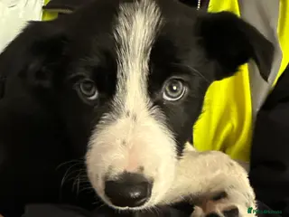 Border Collie dogs Female BC pup - Advert 10