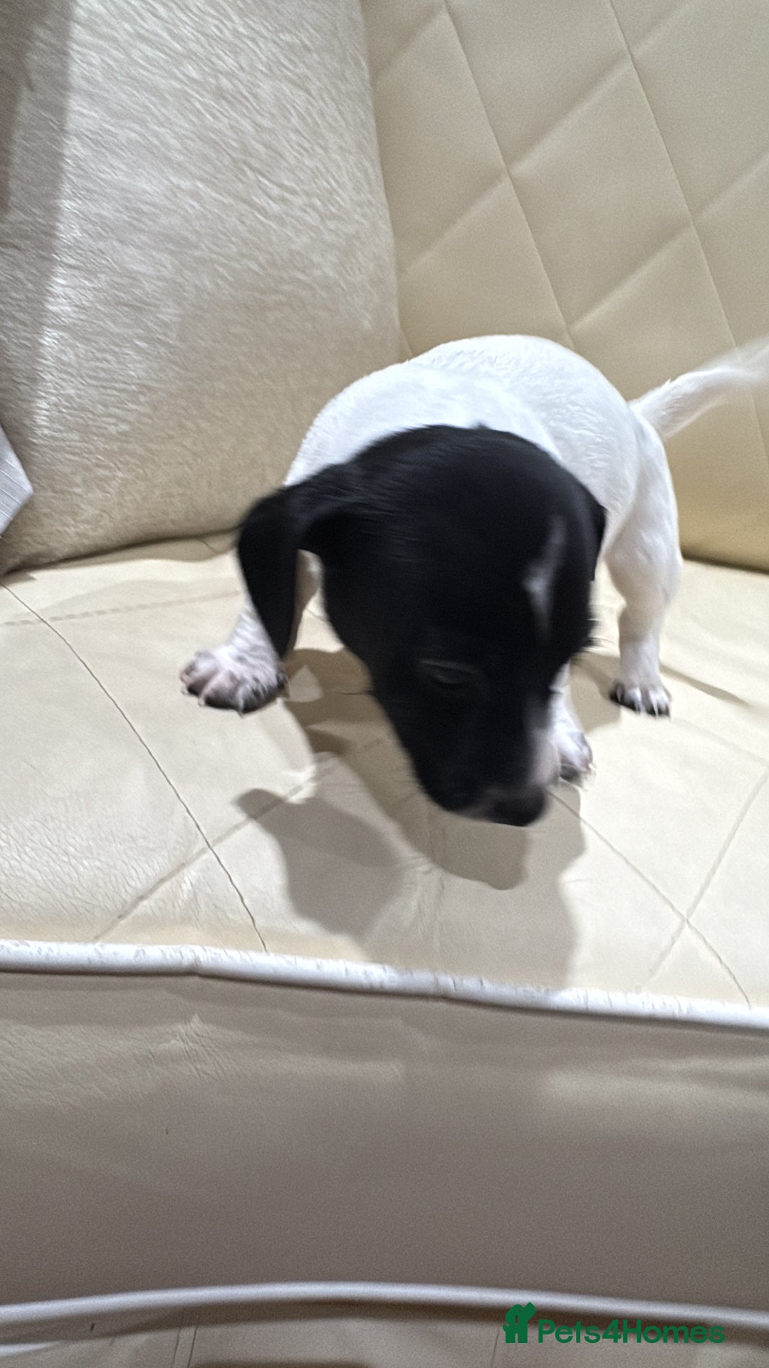 Jack Russell dogs for sale: Jack Russell - Advert 18
