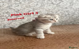 Scottish Fold cats for sale: 2 Adorable Scottish fold kittens left  - Advert 23