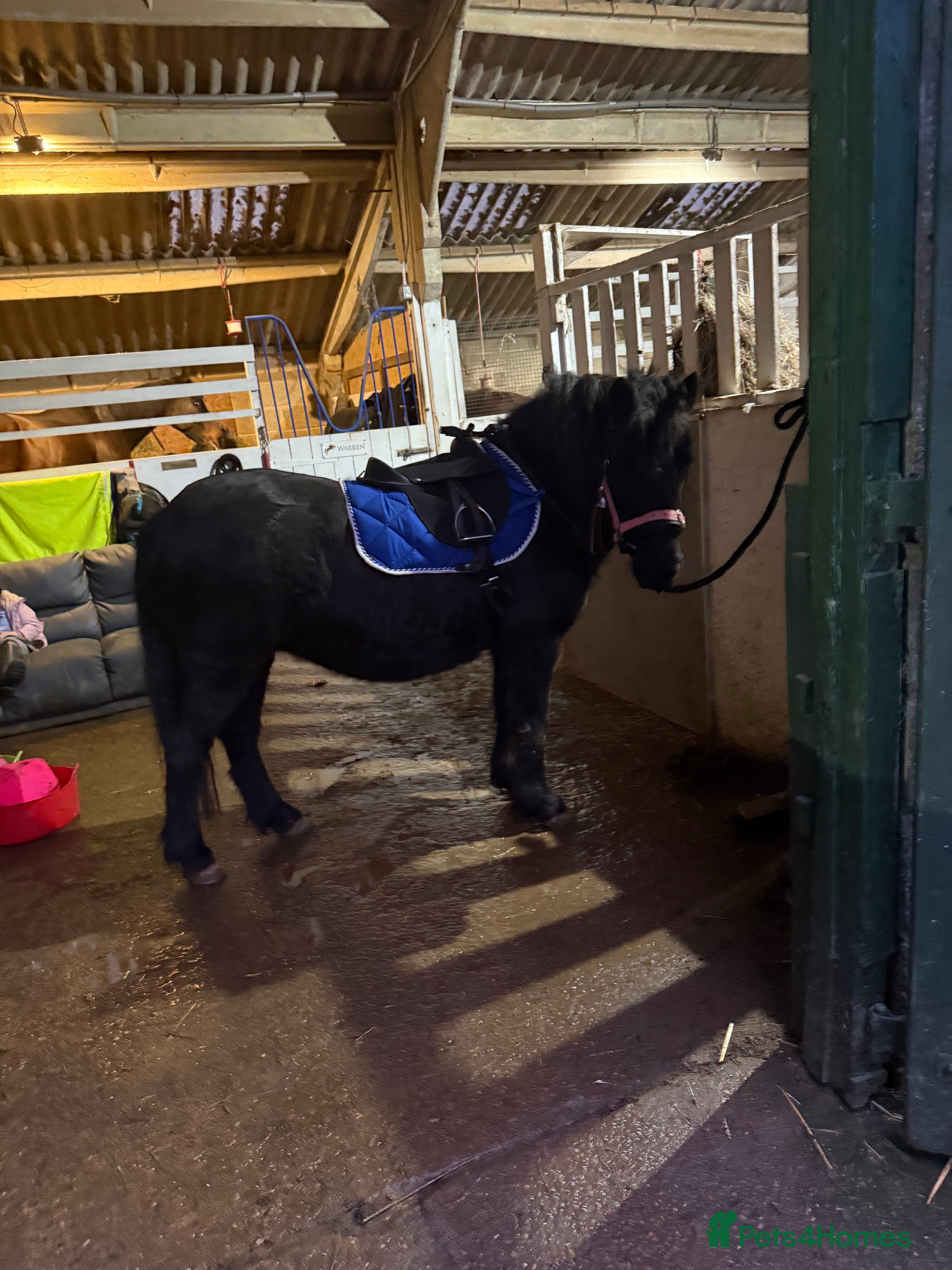 Shetland pony horses Shetland x mare  - Advert 4