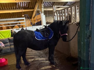 Shetland pony horses Shetland x mare - Advert 8