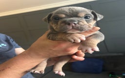 Mixed Breed dogs for sale: Bulldog puppy’s  - Image 18