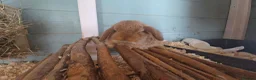 Mini Lop rabbits for sale: Beautiful Pure Mini Lop Bunnies Looking for Homes - Advert 4
