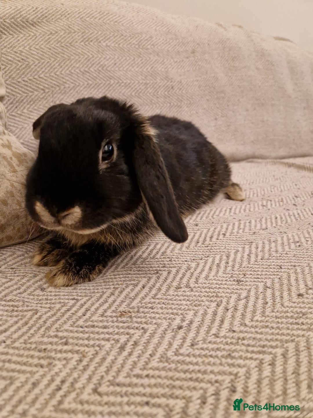 Mini Lop rabbits for sale: Black mini lop rabbit male 20 weeks old - Advert 2