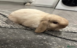 Mini Lop rabbits for sale: Mini lop boy for sale  - Advert 7