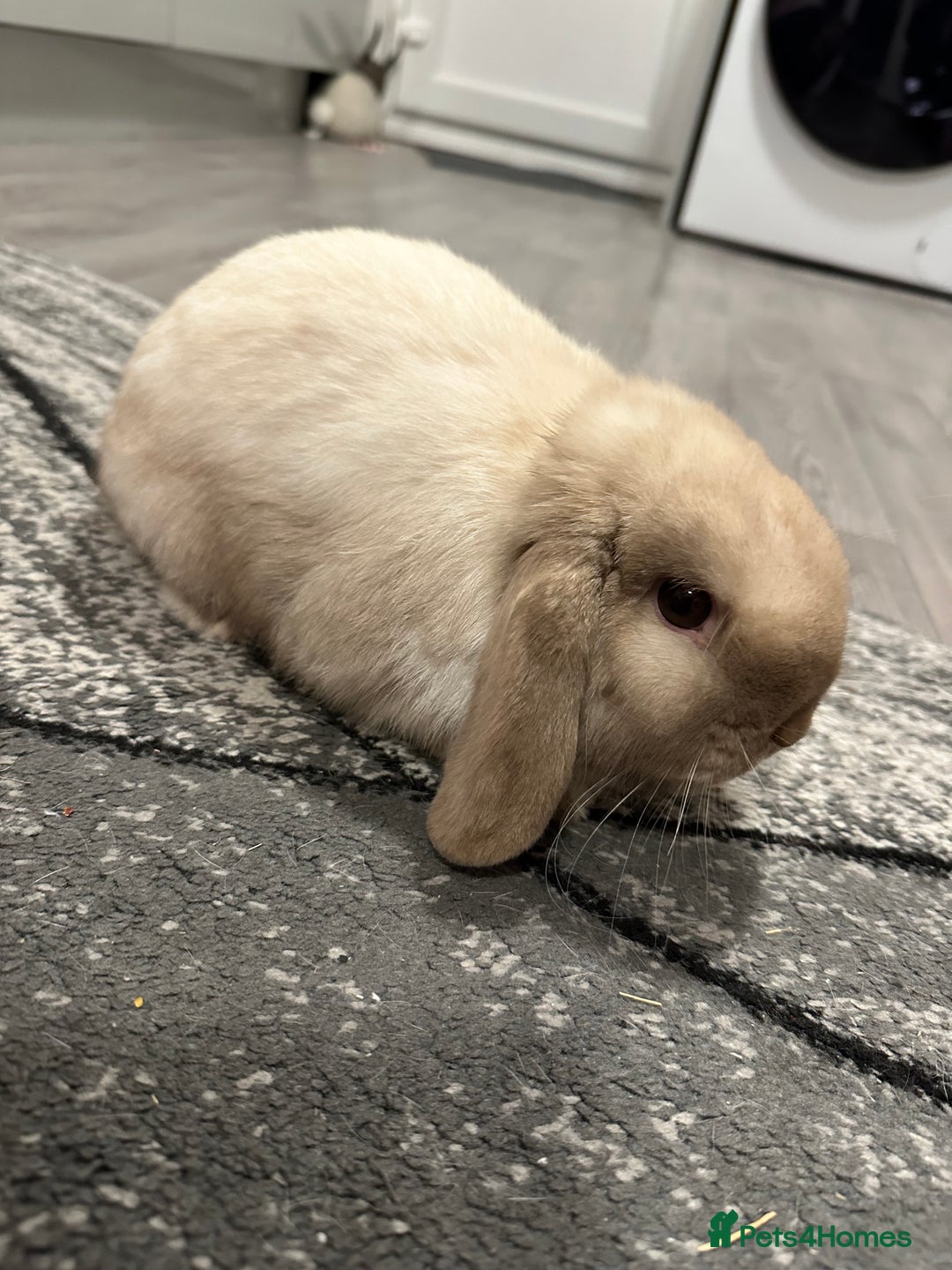 Mini Lop rabbits for sale: Mini lop boy for sale  - Advert 7