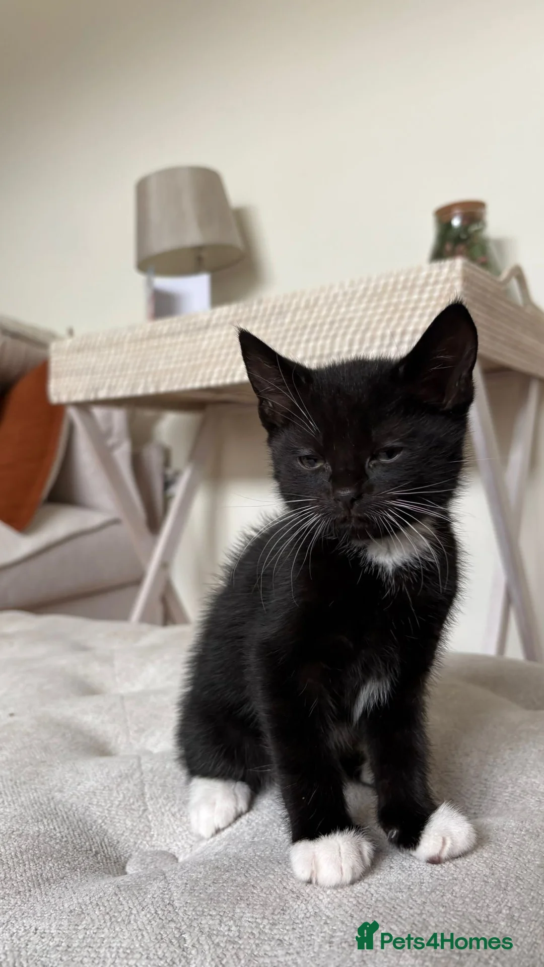 Mixed Breed cats for sale: Cute little black and white tuxedo kittens.  in Surbiton - Advert 4