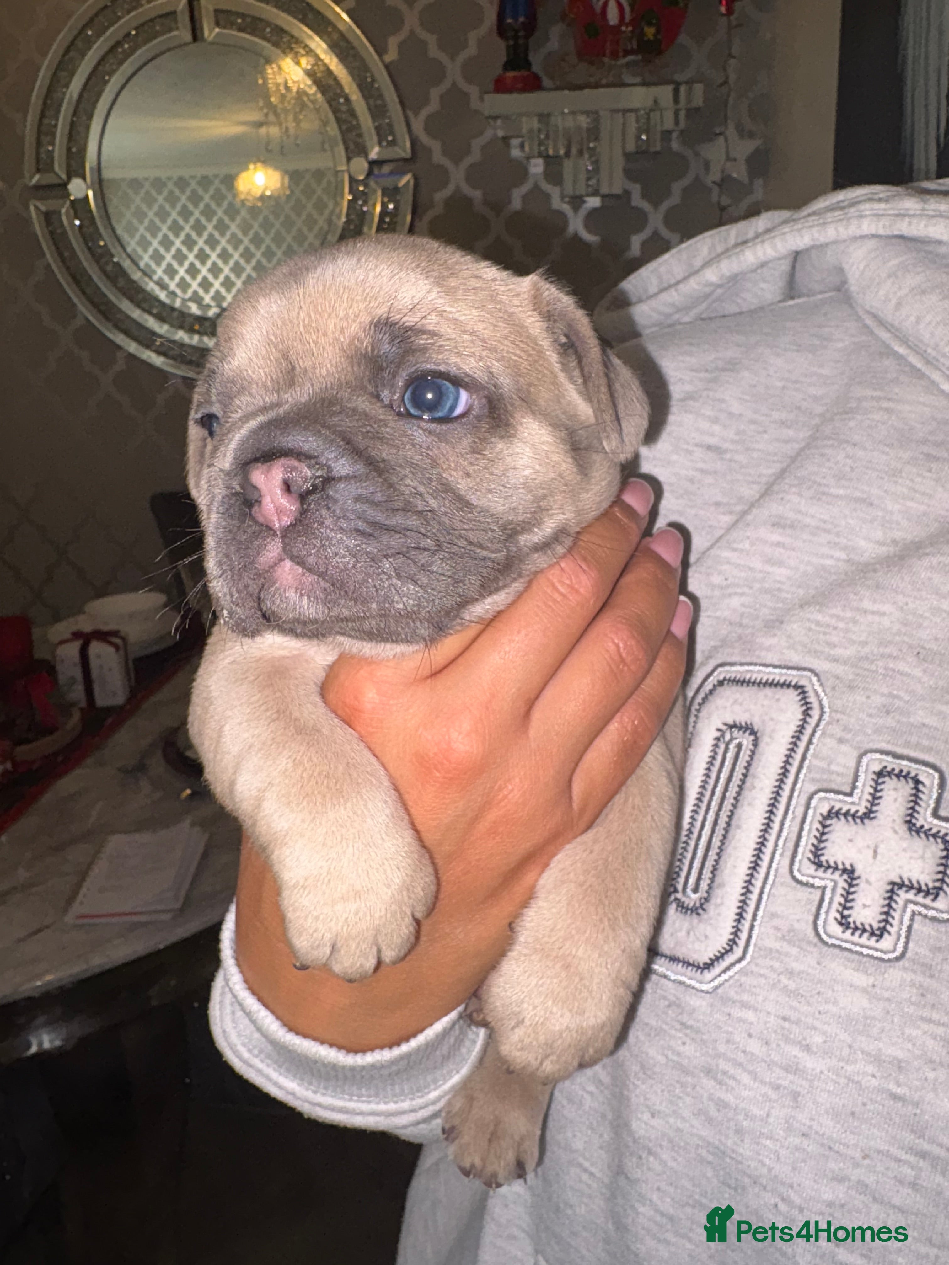 French Bulldog dogs  French bulldogs  - Advert 2