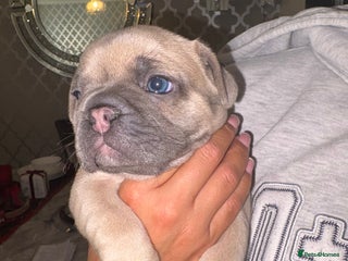 French Bulldog dogs French bulldogs - Advert 2