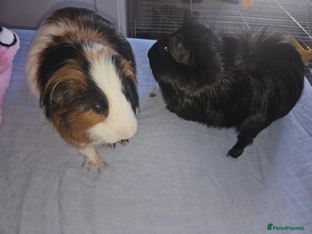 Guinea Pig rodents for sale: 2 Gorgeous Male Guinea pigs  in London - Advert 2