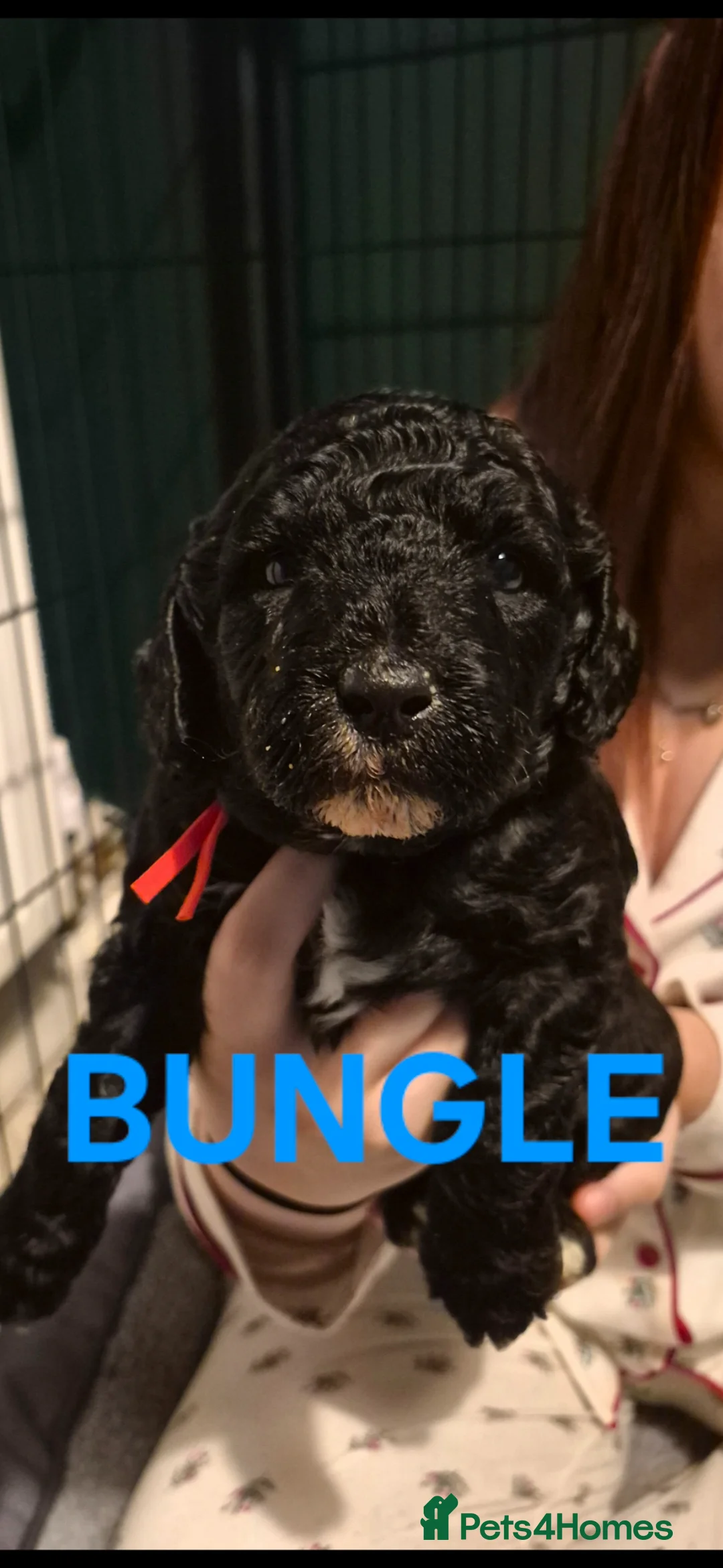 Poochon dogs for sale: Miniature poochon puppies  - Advert 19