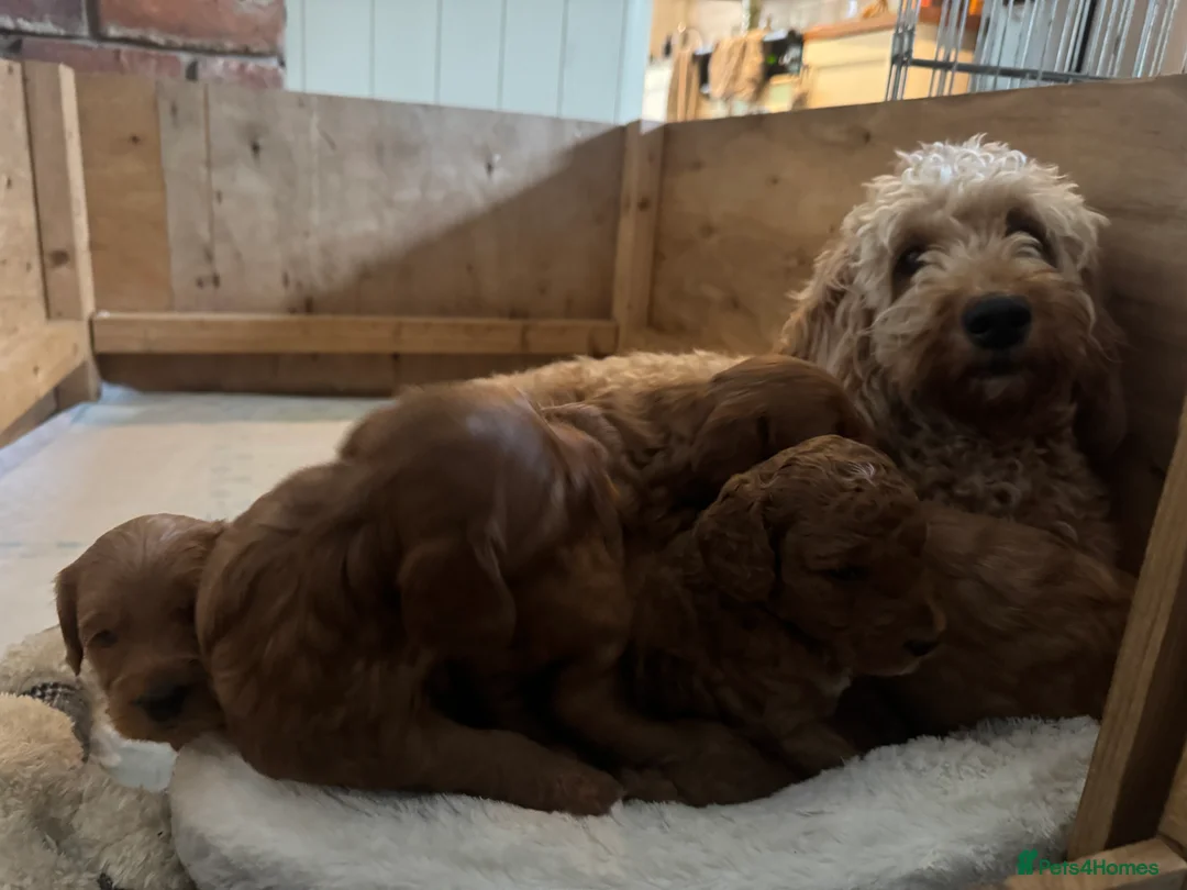 Cockapoo dogs for sale: Cockapoo Puppy  - Advert 26