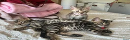 Bengal cats for sale: Adorable Bengal kittens pedigree ready to reserve - Advert 11