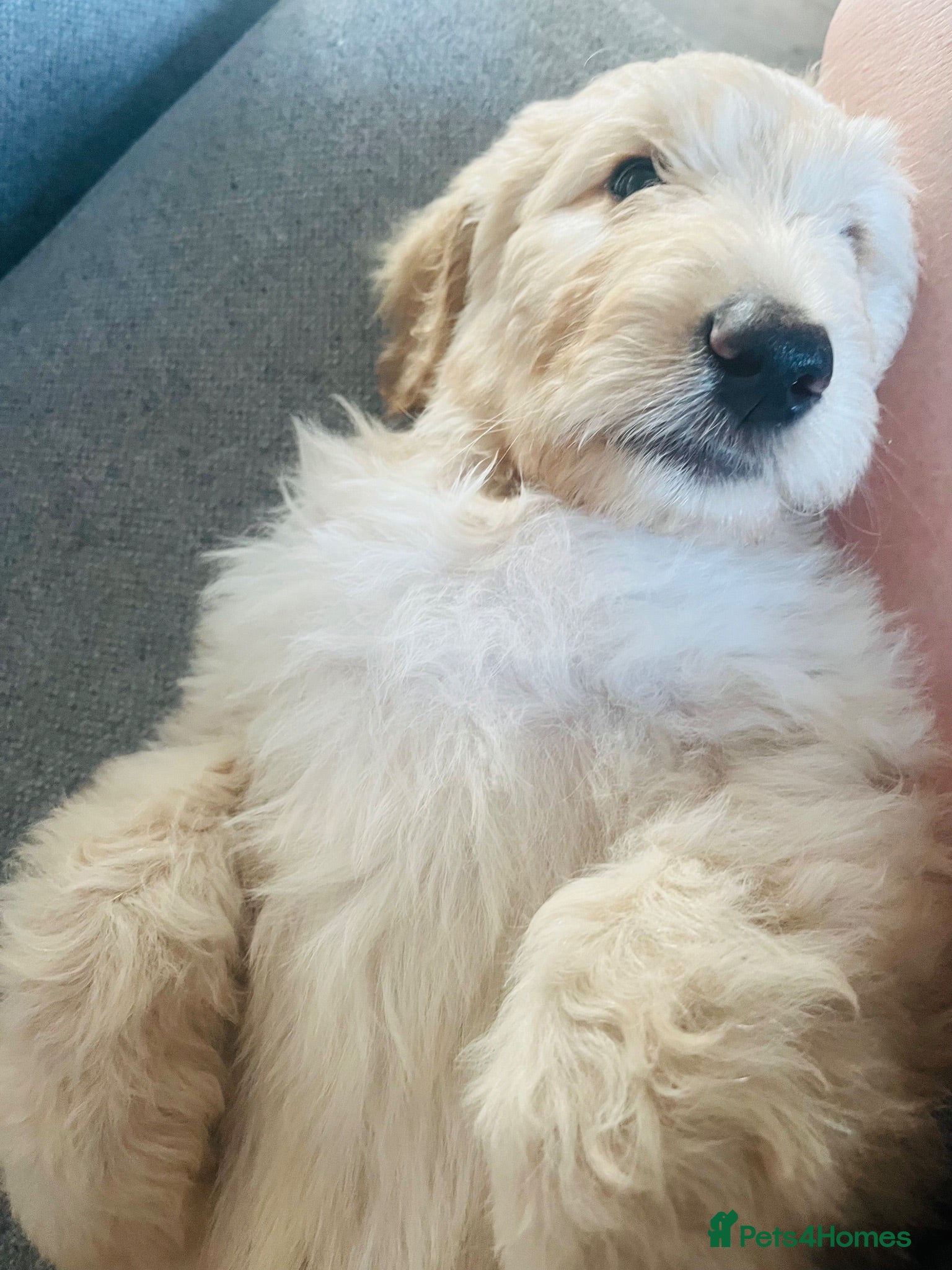 Double Doodle dogs Stunning Labradoodle X Goldendoodle litter of 10  - Advert 2
