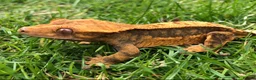 Gecko reptiles for sale: Gargoyles gecko and crested geckos  - Advert 8