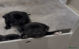 Staffordshire Bull Terrier dogs for sale: Staffy puppies looking for their forever homes - Image 6