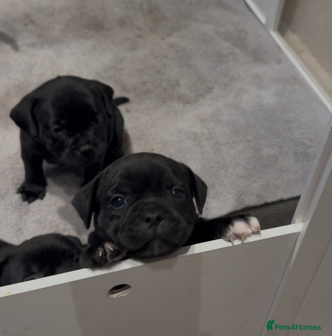 Staffordshire Bull Terrier dogs for sale: Staffy puppies looking for their forever homes - Image 6