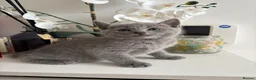 Russian Blue cats for sale: TOP PEDIGREE RUSSIAN BLUE KITTENS 🐱 - Advert 16