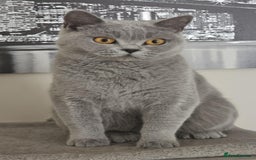 British Shorthair cats for sale: GCCF BSH Girl - Image 3