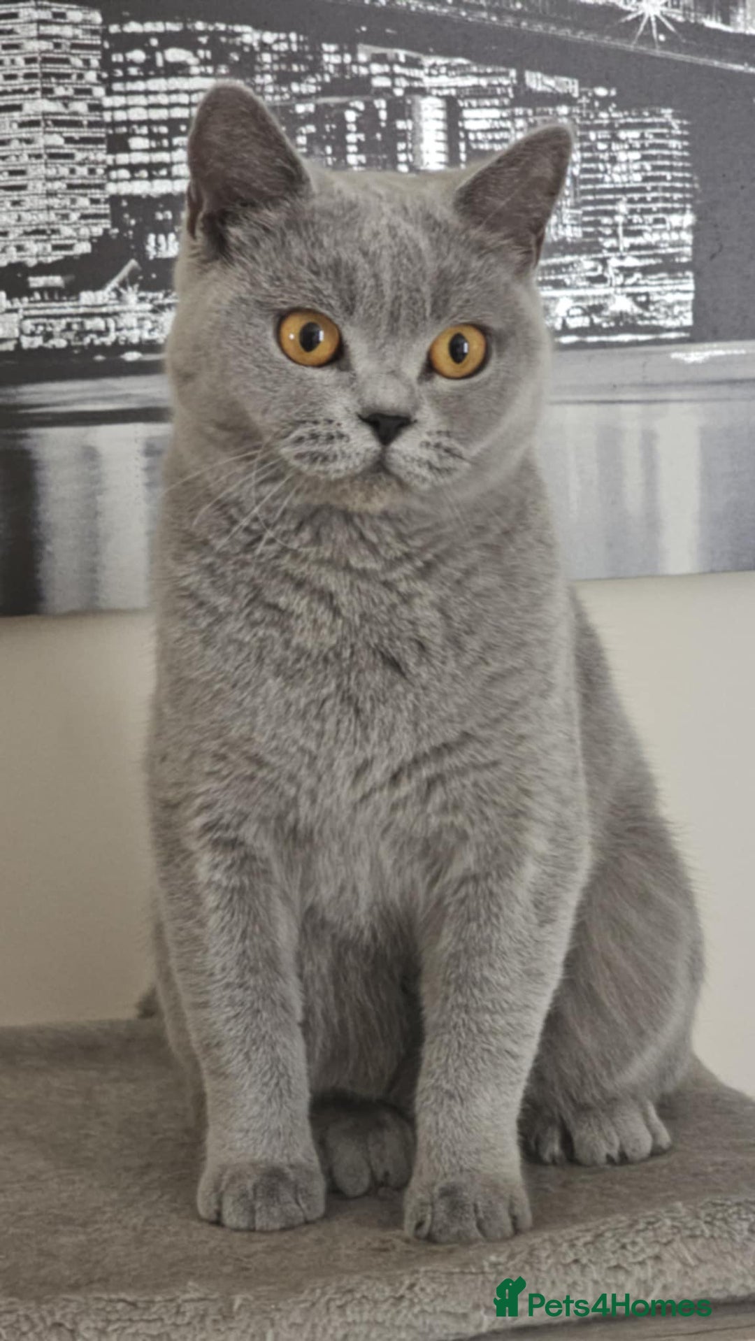 British Shorthair cats for sale: GCCF BSH Girl - Image 3