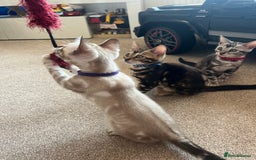 Bengal cats for sale: 🐾 TICA REGISTERED, READY TO LEAVE  😍😍 - Image 1