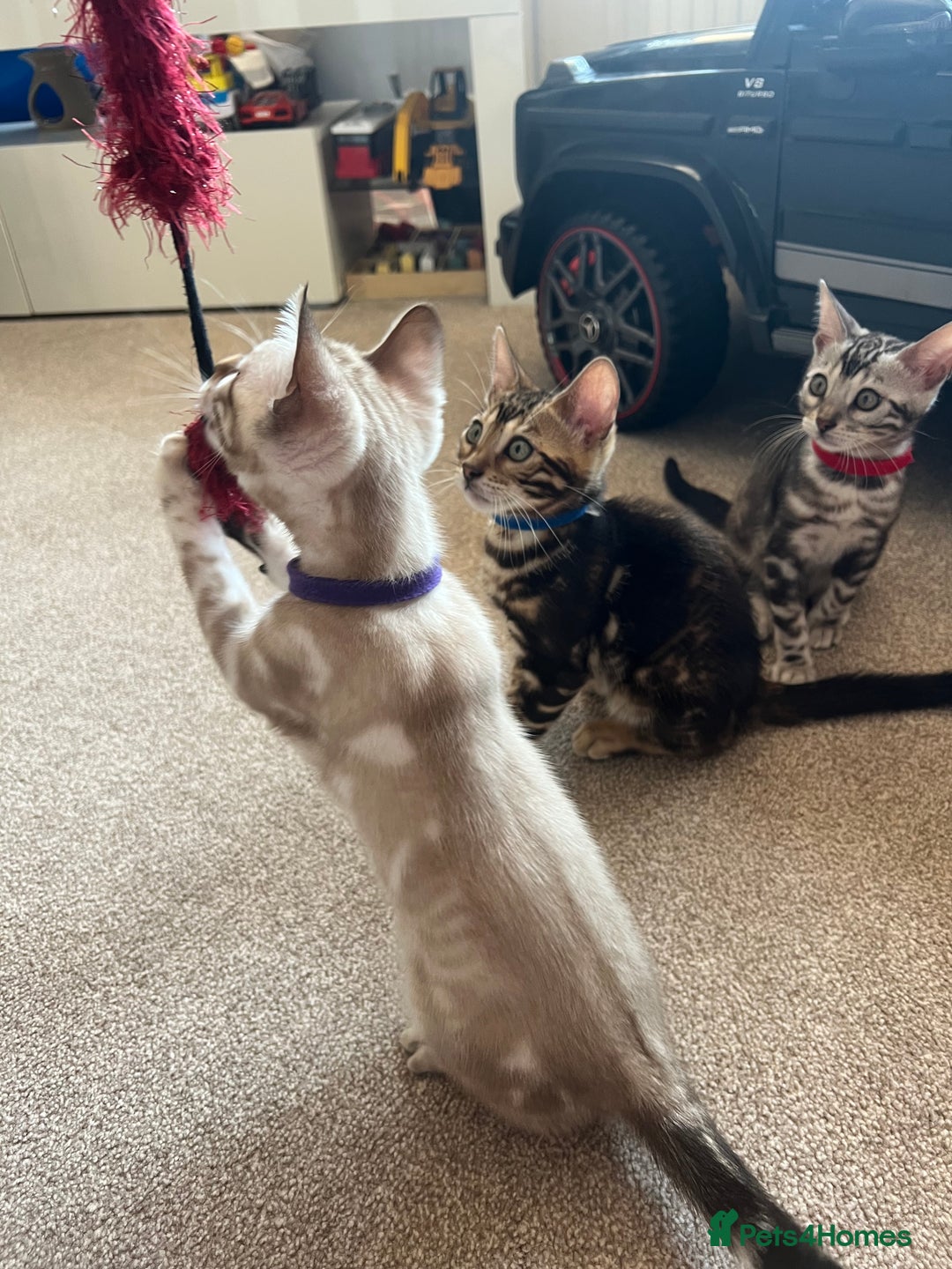 Bengal cats for sale: 🐾 TICA REGISTERED, READY TO LEAVE  😍😍 - Image 1