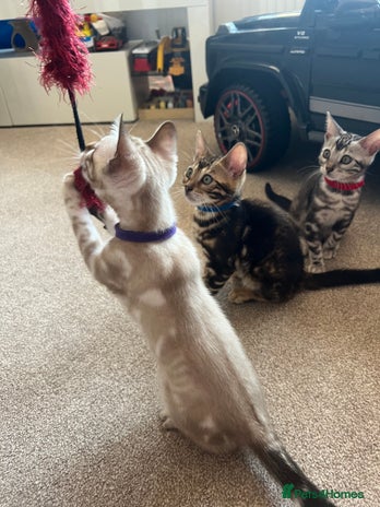 Bengal cats - Advert 3