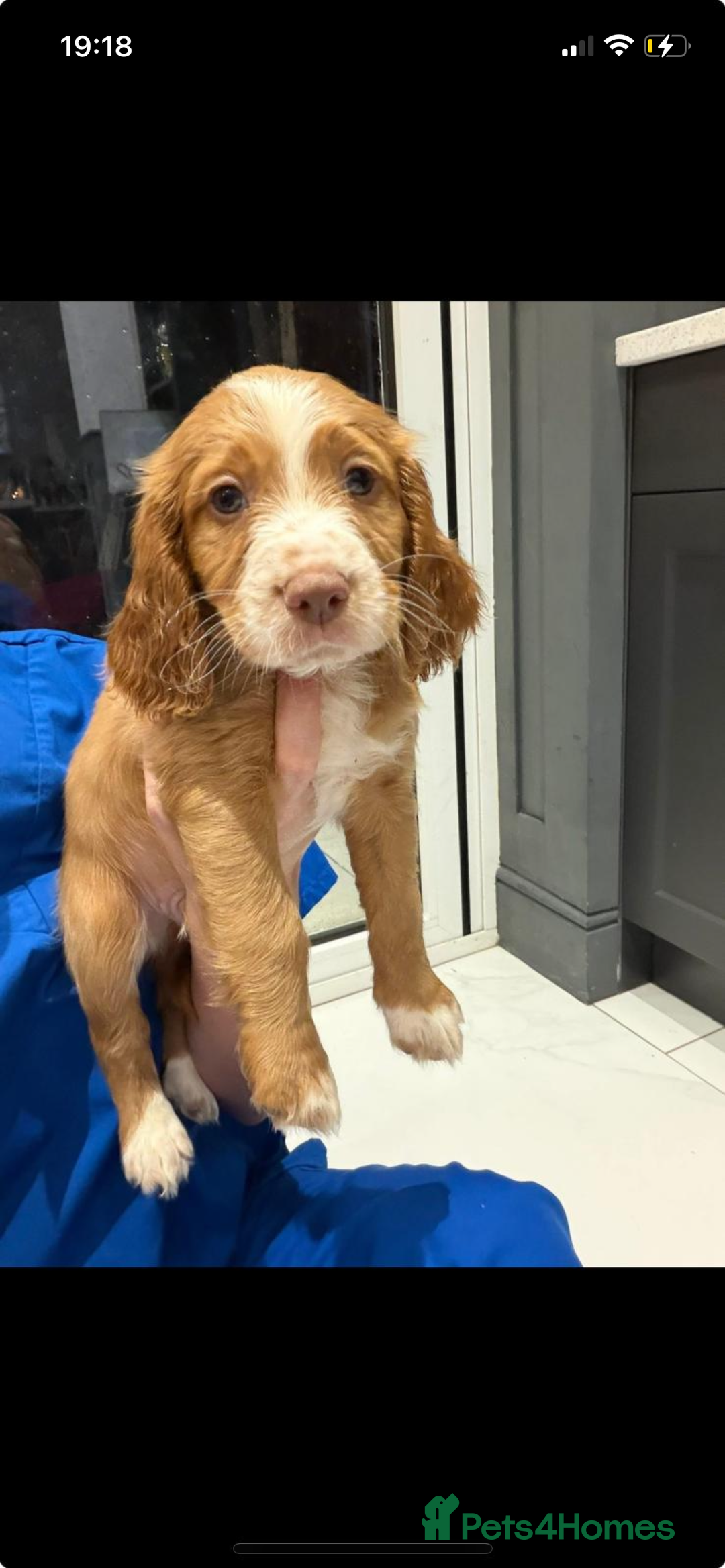 Cocker Spaniel dogs for sale: Make Working cocker spaniel puppies  - Image 18