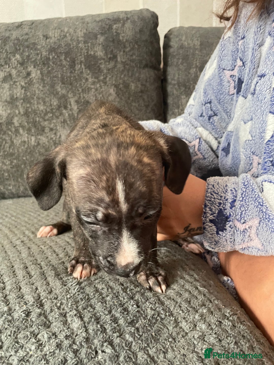 Mixed Breed dogs for sale: Pressa x American bulldog pups  - Image 3