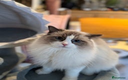 Ragdoll cats for sale: Ragdoll adult  Tica  - Image 18