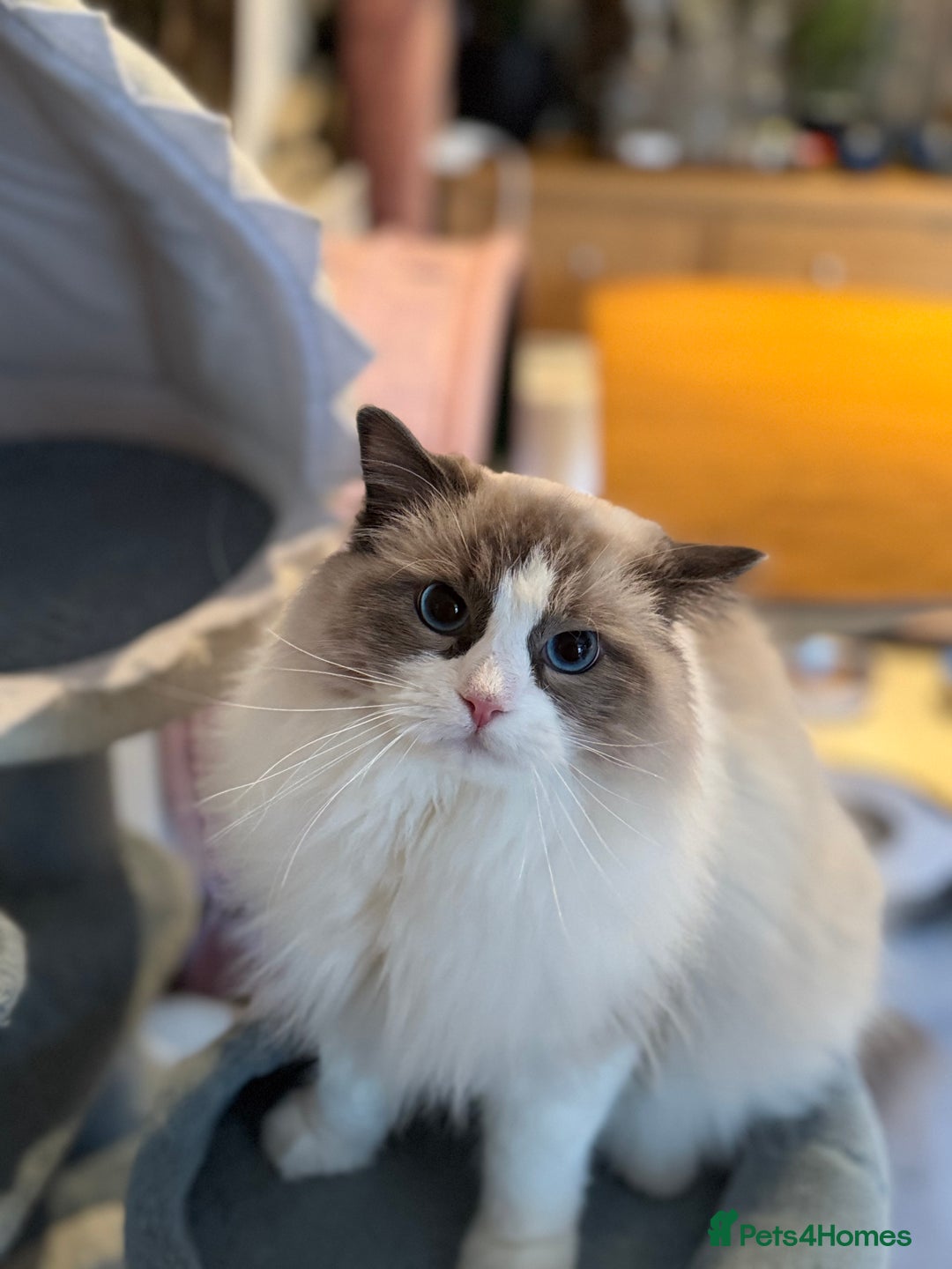 Ragdoll cats for sale: Ragdoll adult  Tica  - Image 18