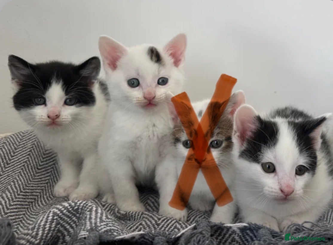 Mixed Breed cats READY TOMORROW- 3 MALE KITTENS LEFT - Advert 5