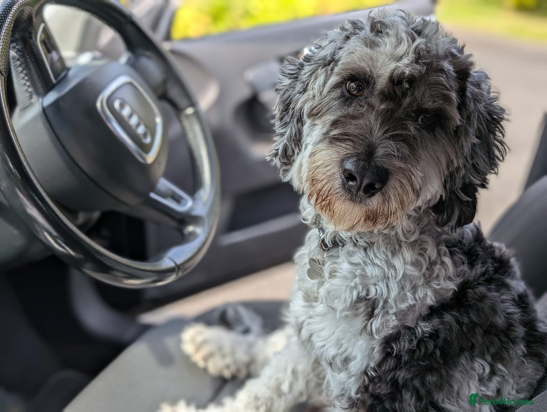 Cockapoo dogs for stud: Blue Merle F1B Miniature Cockapoo - West Midlands - Advert 12