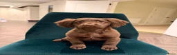 Cockapoo dogs for sale: 🐾❤️ Meet Muffin ❤️🐾 - Advert 5