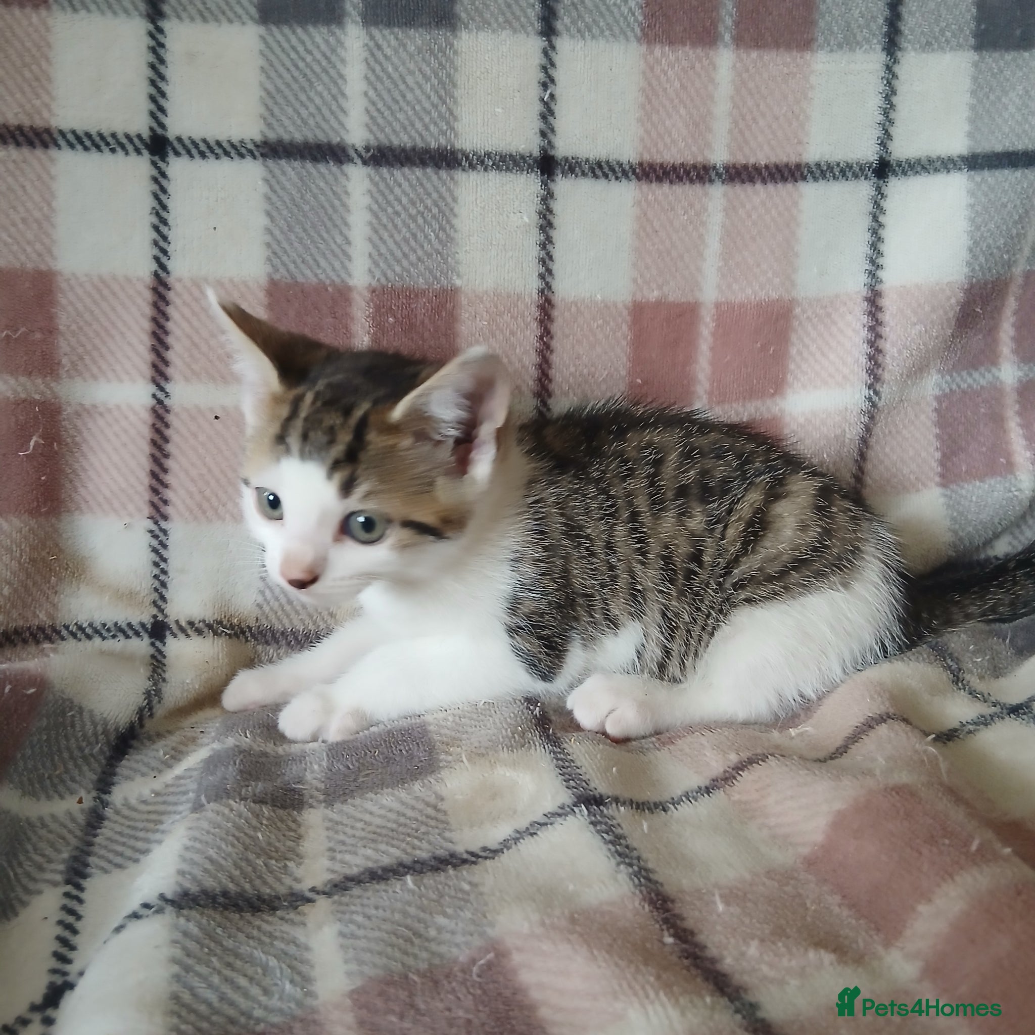 Mixed Breed Kitten 6