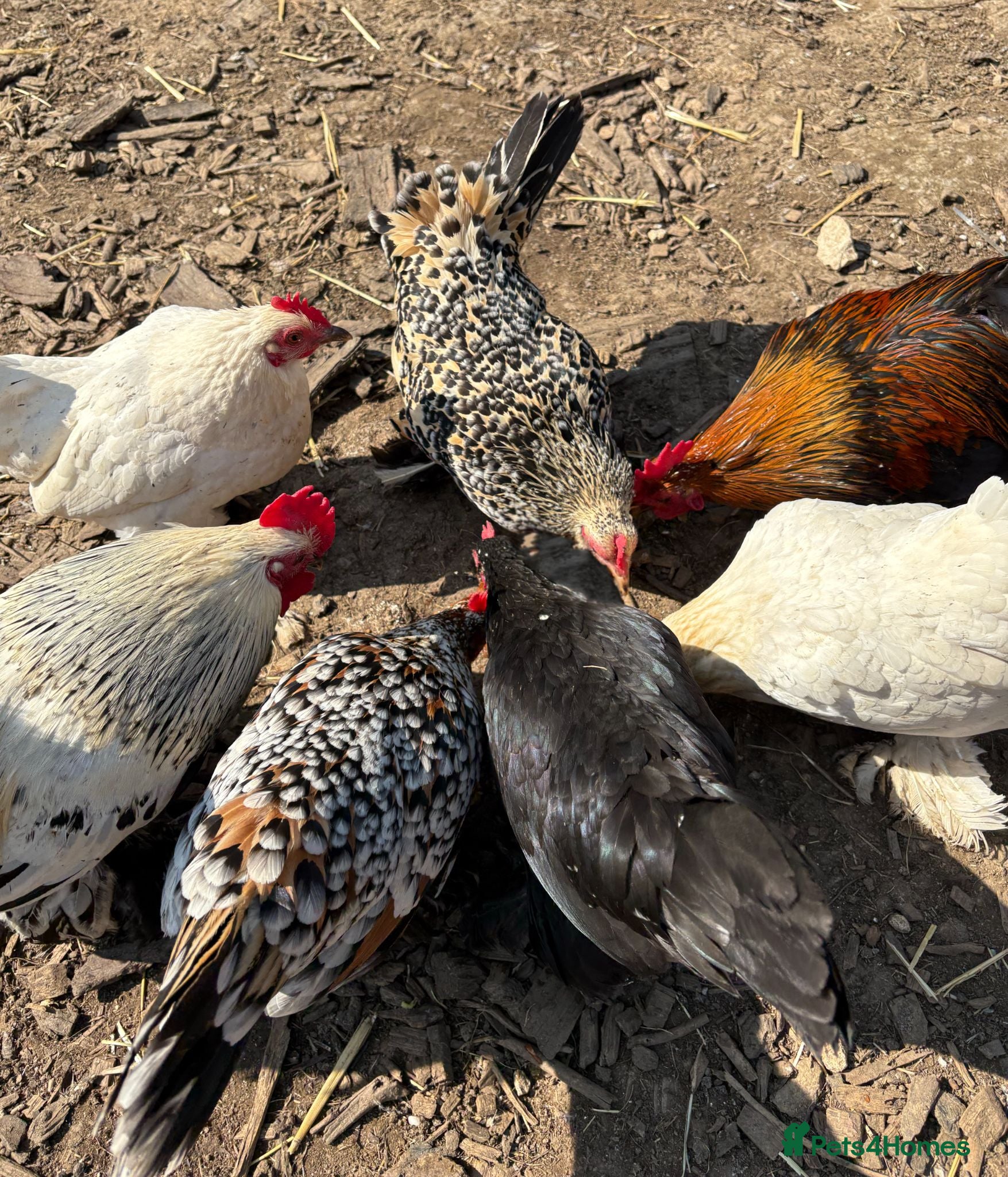 Chickens poultry Sablepoot Hatching Eggs Mixed Colours - Advert 2