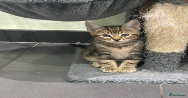 Mixed Breed cats - Advert 12