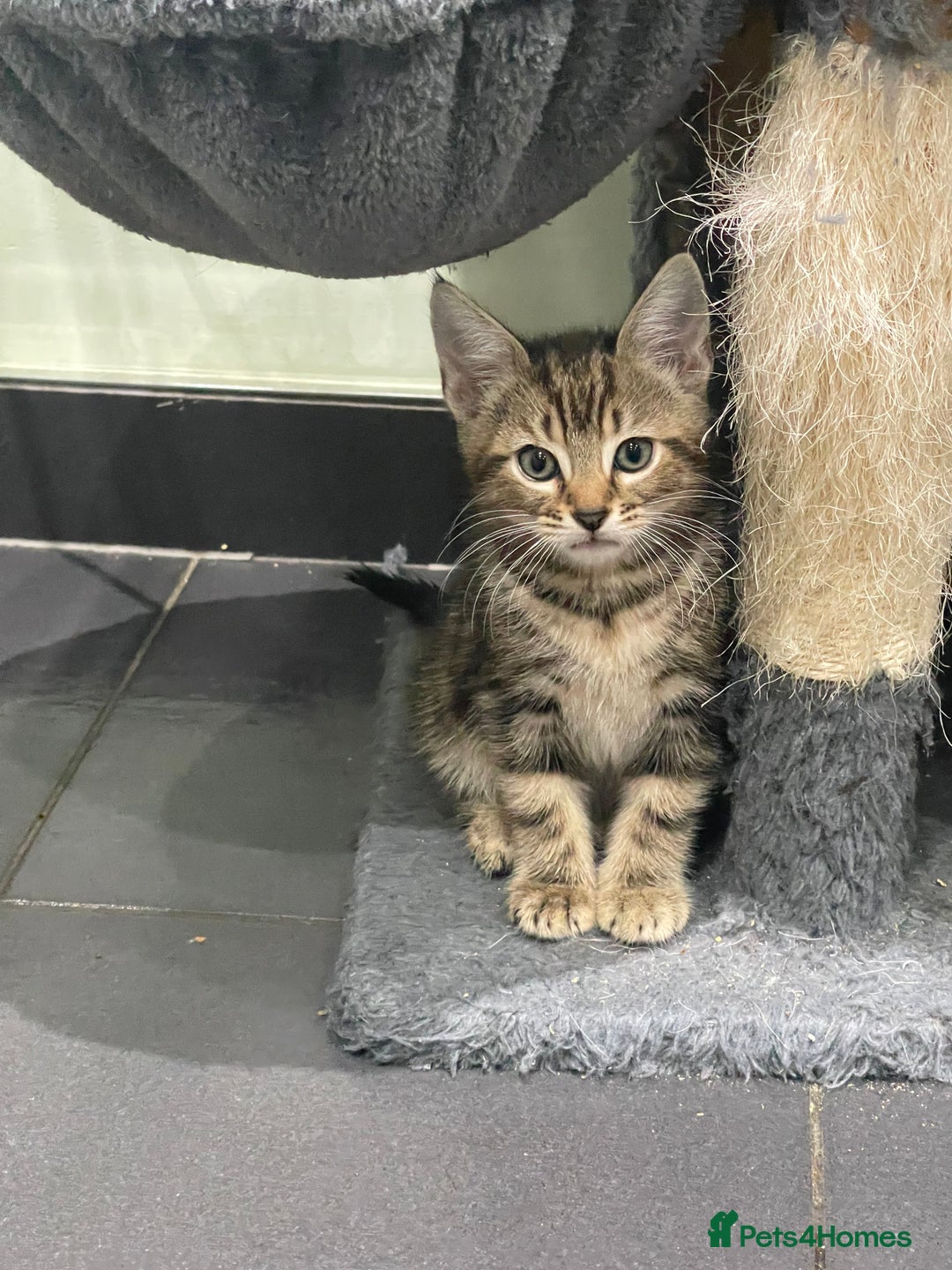 Mixed Breed cats for sale: ONE LEFT READY NOW - Image 3