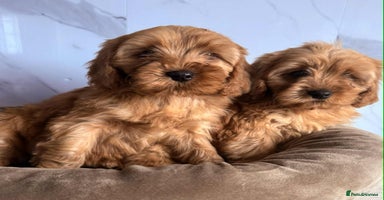 Cavapoo dogs - Advert 4