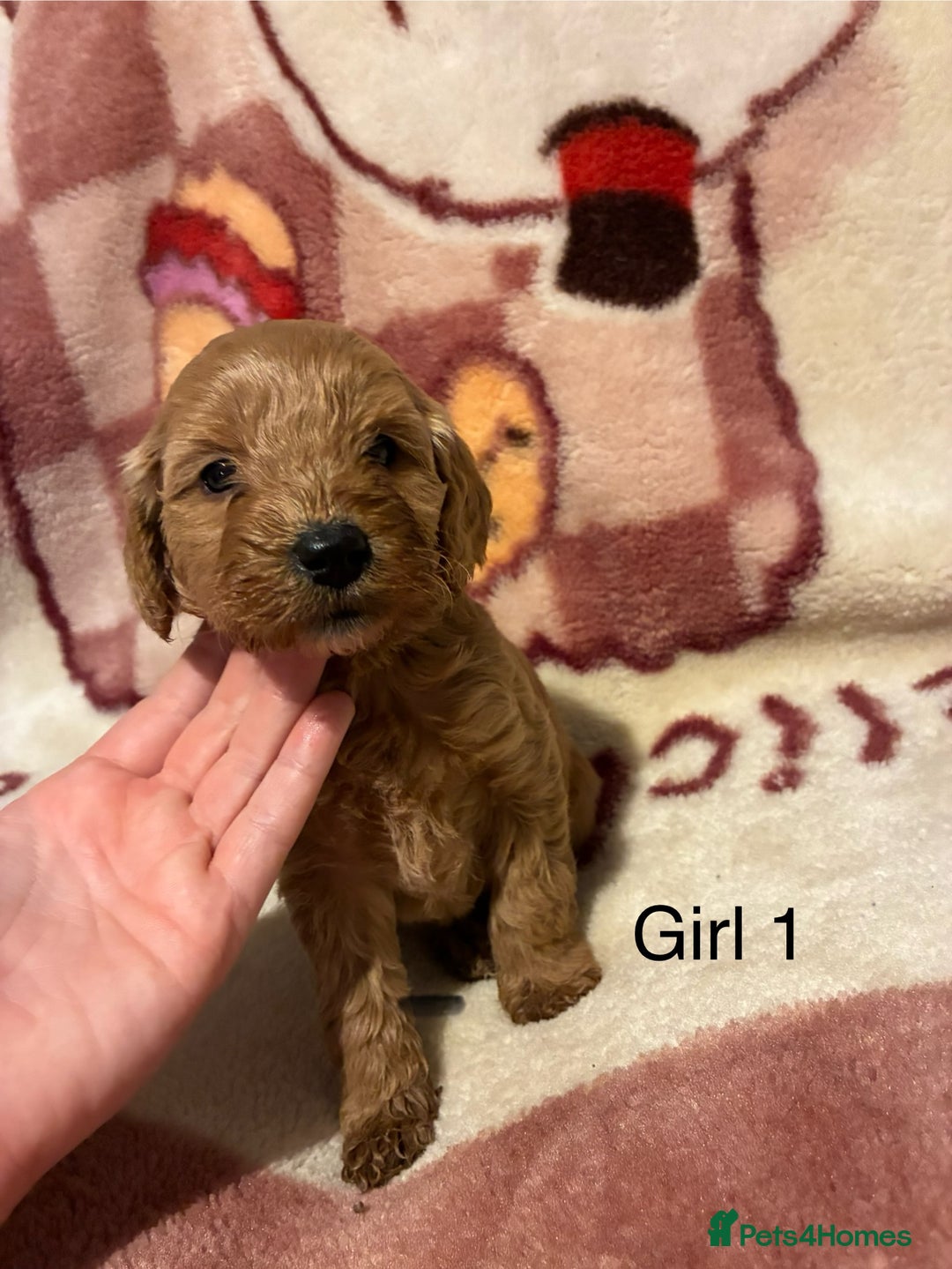 Cockapoo dogs for sale: Cockapoo puppy’s  - Advert 4