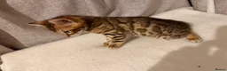 Bengal cats for sale: Adorable kittens for sale - Advert 16