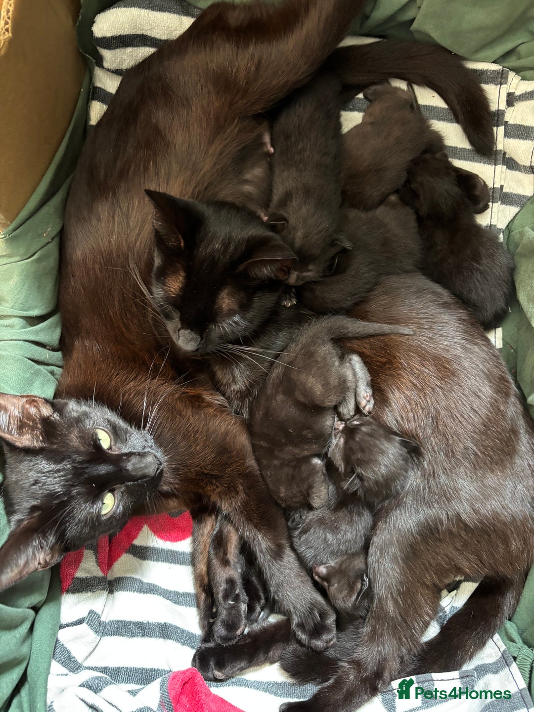 Domestic Shorthair cats for sale: Kittens for sale  - Image 8