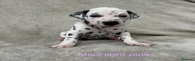 Miss light pink 