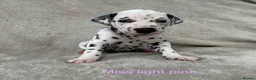 Dalmatian dogs for sale: Beautiful litter of Dalmatian puppies  - Advert 20