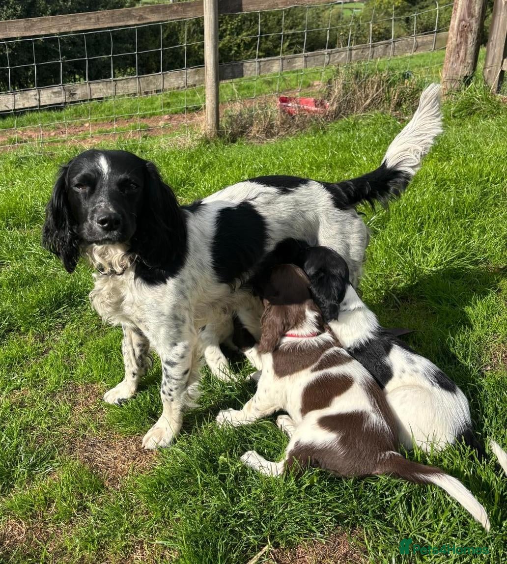 English Springer Spaniel dogs KC Registered English Springer Spaniel Puppies - Advert 1