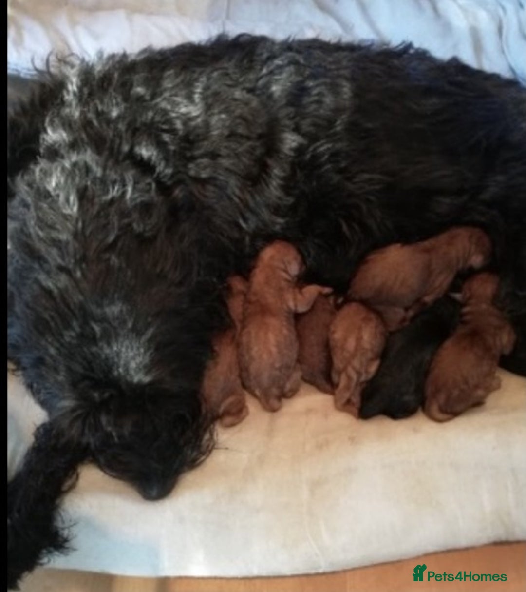 Miniature Poodle dogs for stud: Extensively Health Tested Deep Red Mini Poodle in Mansfield - Image 6